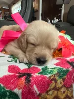 Dark pink, a female Golden Retriever for sale in El Cajon, CA – 1 of 1