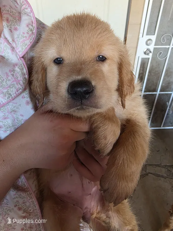 Red Girl – Golden Retriever puppy for sale in El Cajon, CA