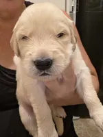 Blue Boy, a male Golden Retriever for sale in El Cajon, CA – 1 of 2