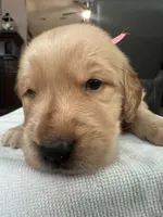 Light pink, a female Golden Retriever for sale in El Cajon, CA – 1 of 3