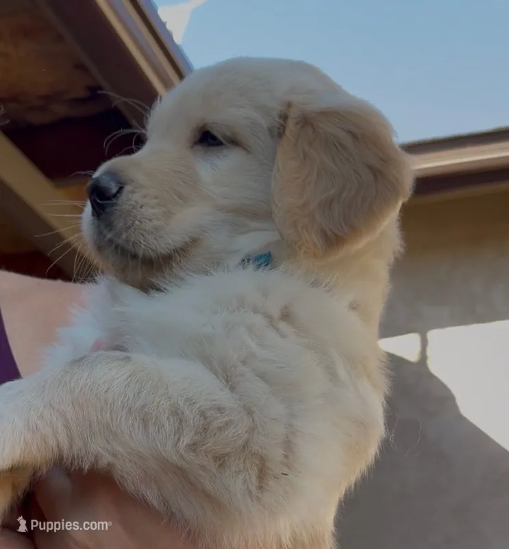 Blue Boy – Golden Retriever puppy for sale in El Cajon, CA