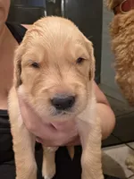Light pink, a female Golden Retriever for sale in El Cajon, CA – 3 of 3