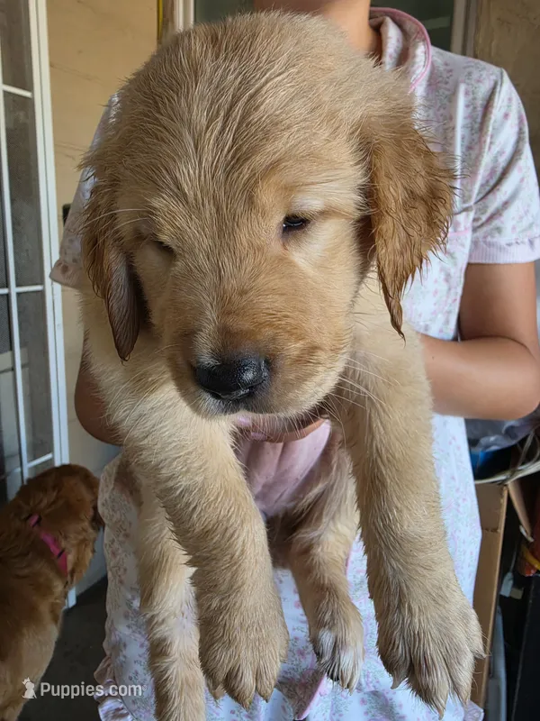 Purple Girl – Golden Retriever puppy for sale in El Cajon, CA