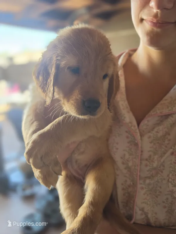 White Girl – Golden Retriever puppy for sale in El Cajon, CA