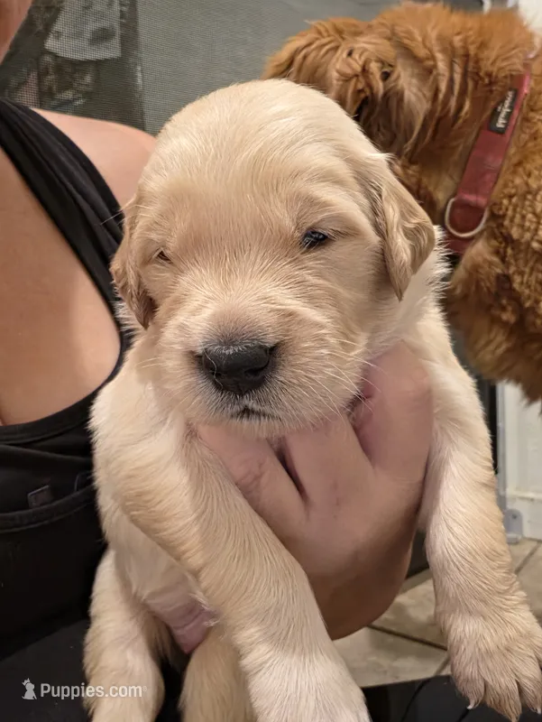 Purple Girl – Golden Retriever puppy for sale in El Cajon, CA