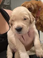 Purple Girl, a female Golden Retriever for sale in El Cajon, CA – 1 of 2