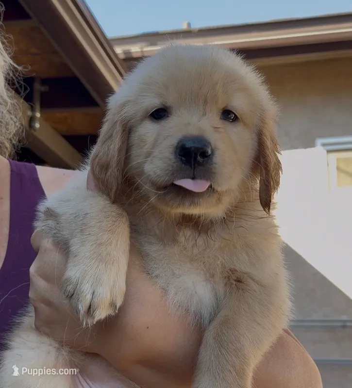 Orange Boy – Golden Retriever puppy for sale in El Cajon, CA