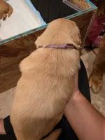 Purple Girl, a female Golden Retriever for sale in El Cajon, CA – 2 of 2