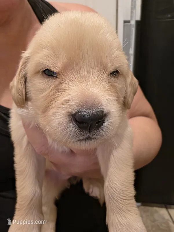 White Girl – Golden Retriever puppy for sale in El Cajon, CA