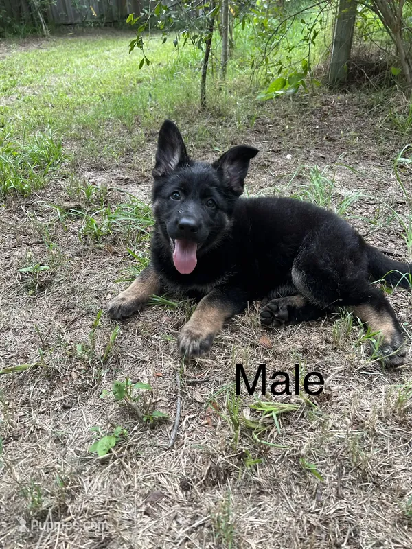 AKC Male puppy – German Shepherd Dog puppy for sale in Inverness, FL