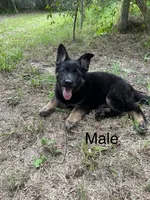 AKC Male puppy, a male German Shepherd Dog for sale in Inverness, FL – 3 of 5