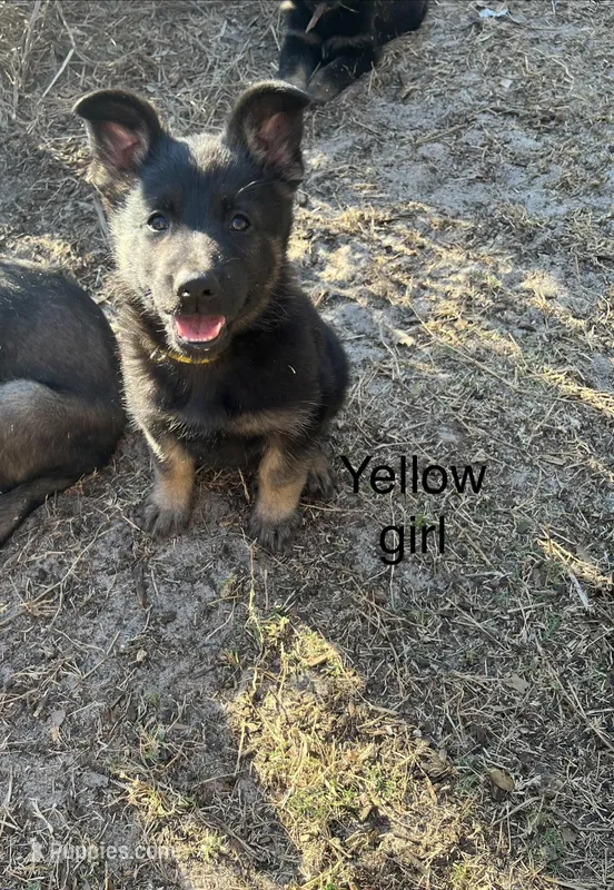 AKC Yellow Collar Female