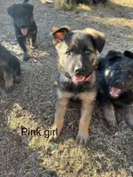 AKC Yellow Collar Female, a male German Shepherd Dog for sale in Inverness, FL – Photo 2 of 6