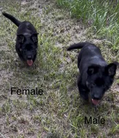 AKC Female puppy, a female German Shepherd Dog for sale in Inverness, FL – 2 of 5