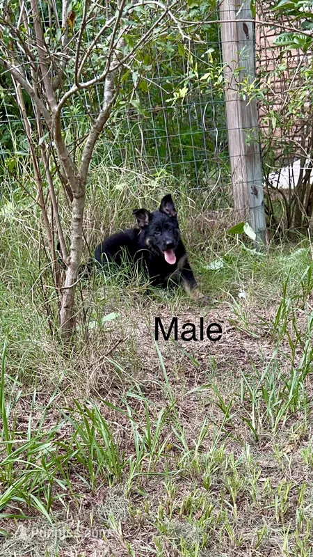 AKC Male puppy – German Shepherd Dog puppy for sale in Inverness, FL