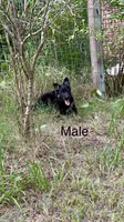 AKC Male puppy, a male German Shepherd Dog for sale in Inverness, FL – 1 of 5