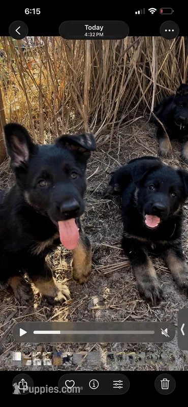 AKC Purple Collar Male
