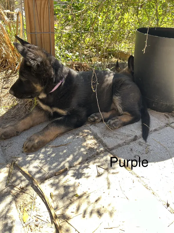 AKC Purple Collar Male