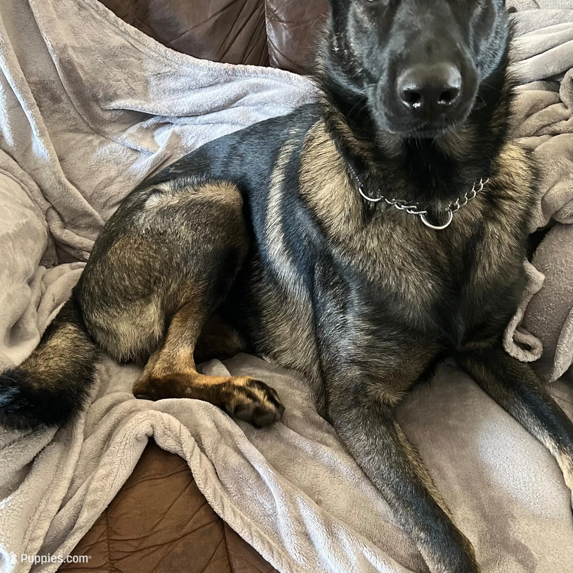 AKC Purple Collar Male, a male German Shepherd Dog for sale in Inverness, FL – Photo 7 of 7