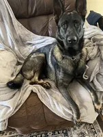 AKC Green Collar Male, a male German Shepherd Dog for sale in Inverness, FL – Photo 6 of 7