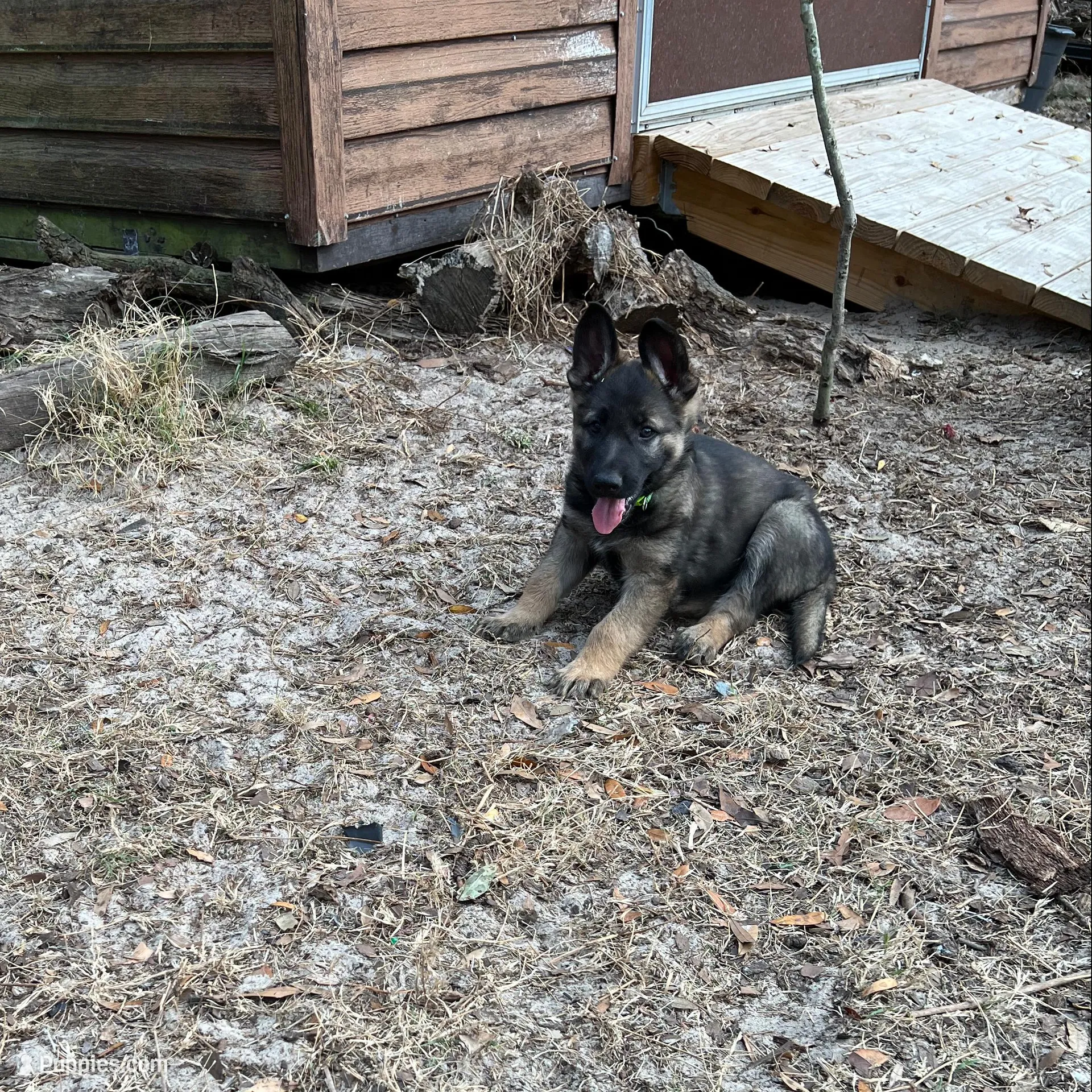 AKC Green Collar Male