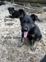AKC Pink Collar Female, a male German Shepherd Dog for sale in Inverness, FL – Photo 6 of 6
