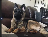 AKC Pink Collar Female, a male German Shepherd Dog for sale in Inverness, FL – Photo 4 of 6