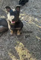 AKC Pink Collar Female, a male German Shepherd Dog for sale in Inverness, FL – Photo 2 of 6