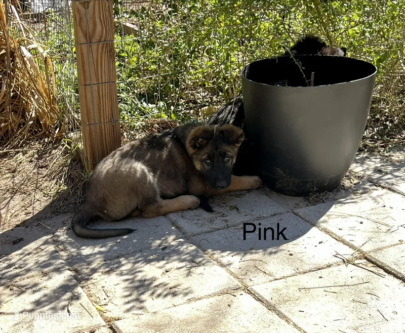 AKC Pink Collar Female