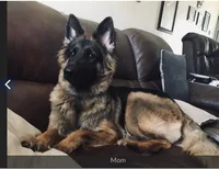 AKC Female puppy, a female German Shepherd Dog for sale in Inverness, FL – 4 of 5