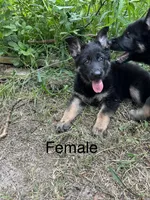 AKC Female puppy, a female German Shepherd Dog for sale in Inverness, FL – 1 of 5