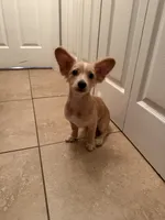 Milo , a male Chihuahua for sale in Marietta, GA – 1 of 5