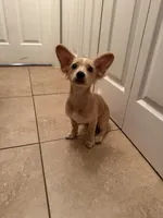 Milo , a male Chihuahua for sale in Marietta, GA – 4 of 5