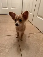 Mila, a female Chihuahua for sale in Marietta, GA – 2 of 4