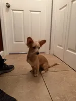 Milo , a male Chihuahua for sale in Marietta, GA – 5 of 5