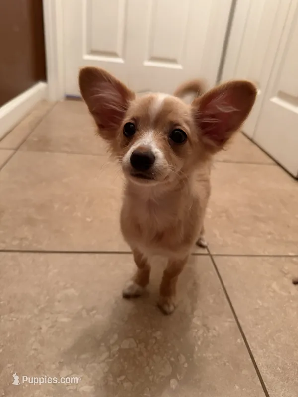 Mila – Chihuahua puppy for sale in Marietta, GA