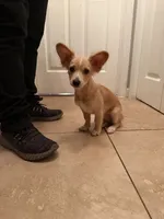 Milo , a male Chihuahua for sale in Marietta, GA – 3 of 5