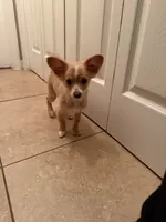 Mila, a female Chihuahua for sale in Marietta, GA – 4 of 4