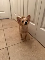 Mila, a female Chihuahua for sale in Marietta, GA – 3 of 4