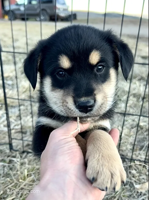 Tri Basenji / Golden Retriever