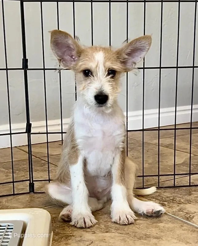 Hurricane - Long Hair Basenji