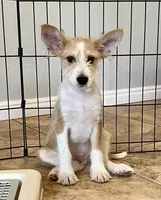 Hurricane - Long Hair Basenji, a male Miniature Schnauzer and Basenji for sale in Spanish Fork, UT – Photo 1 of 10
