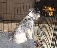 Hurricane - Long Hair Basenji, a male Miniature Schnauzer and Basenji for sale in Spanish Fork, UT – Photo 10 of 10