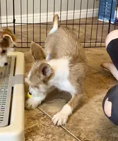 Hurricane - Long Hair Basenji, a male Miniature Schnauzer and Basenji for sale in Spanish Fork, UT – Photo 2 of 10