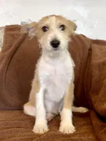 Hurricane - Long Hair Basenji, a male Miniature Schnauzer and Basenji for sale in Spanish Fork, UT – Photo 4 of 10