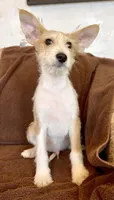 Hurricane - Long Hair Basenji, a male Miniature Schnauzer and Basenji for sale in Spanish Fork, UT – Photo 5 of 10