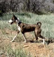Glinda, Red & White Girl, a female Basenji for sale in Spanish Fork, UT – Photo 8 of 8