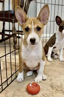 Glinda, Red & White Girl, a female Basenji for sale in Spanish Fork, UT – Photo 5 of 8