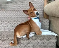 Glinda, Red & White Girl, a female Basenji for sale in Spanish Fork, UT – Photo 7 of 8