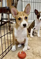 Glinda, Red & White Girl, a female Basenji for sale in Spanish Fork, UT – Photo 3 of 8